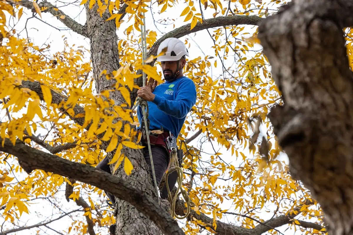 Skilled Tree Planting crew working in Long Beach